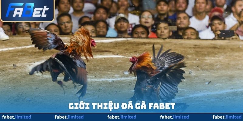 Giới thiệu đá gà FABET