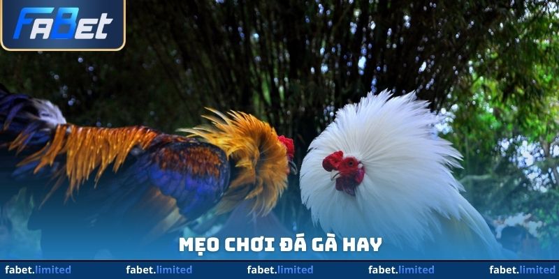 Mẹo chơi đá gà hay